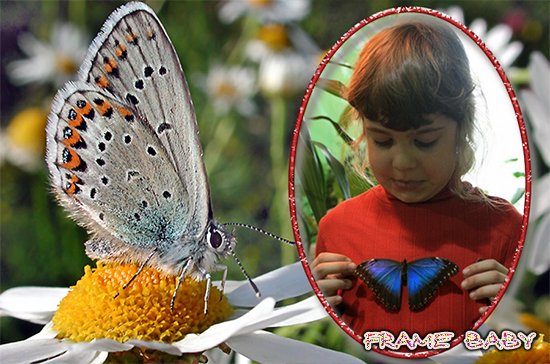 Красавица бабочка, вставить фото в рамку на сайте фотоэффектов